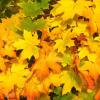 leaves