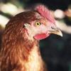 Rooster