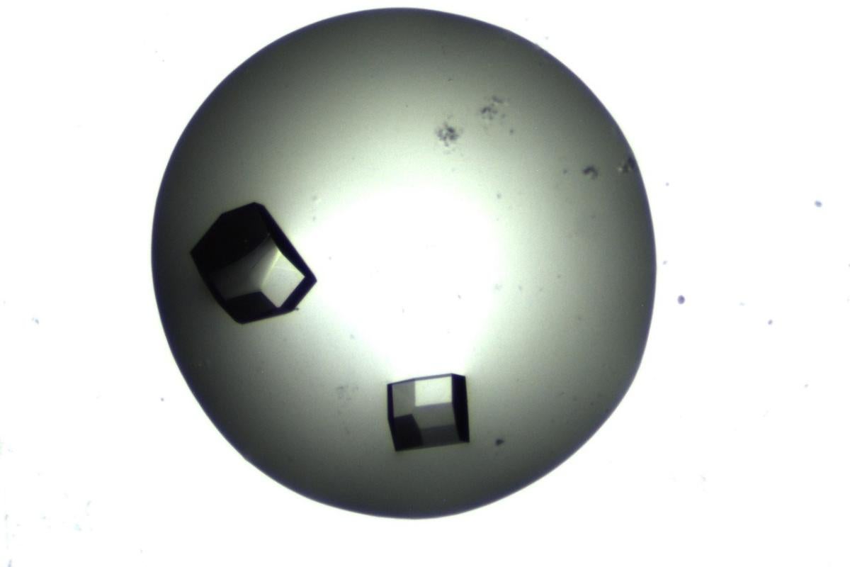 Protein crystals imaged by BSMP on ISS