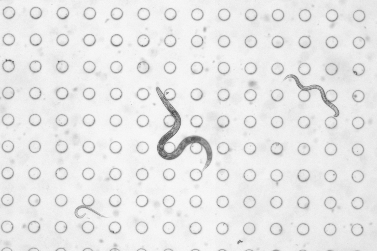 C. elegans worms imaged by the BSMP