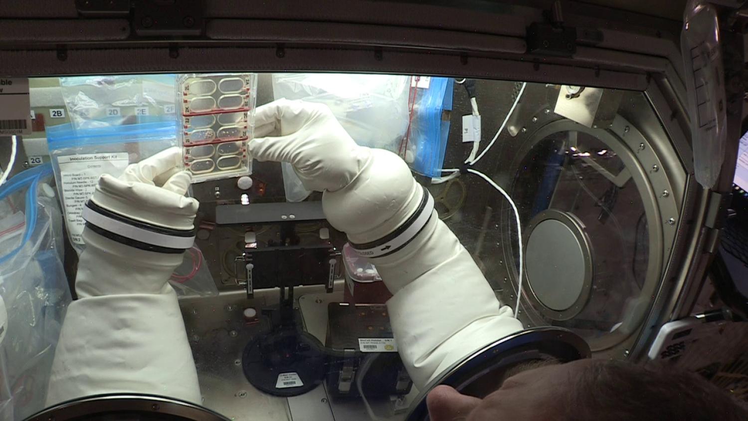 NASA astronaut Scott Tingle preparing a BioCell during the Metabolic Tracking experiment