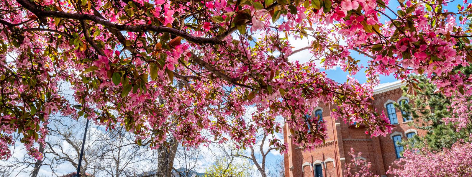 CU Boulder summer