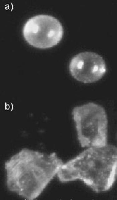 Photomicrographs of (a) glass microballoons and (b) Minnesota Lunar Simulant (MLS-1), a simulated lunar soil.