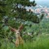 deer above campus