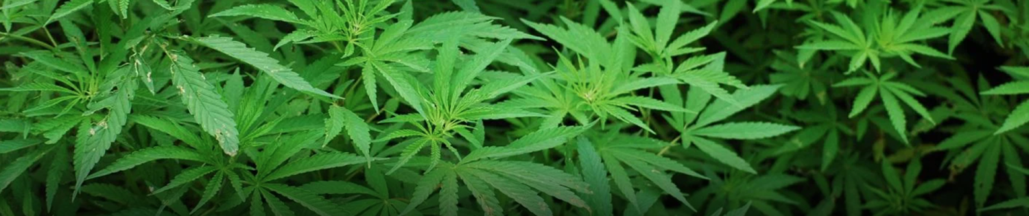 Cannabis leaves