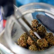 cannabis flower being grabbed from a jar with tweezers