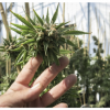 hand with cannabis leaf in greenhouse
