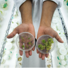 hands holding cannabis samples in lab