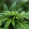 cannabis leaf close up