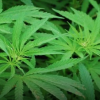 Cannabis leaves