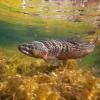 Brown Trout Image from Canva