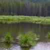 Homestake Creek