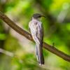 Yellow-billed cuckoo