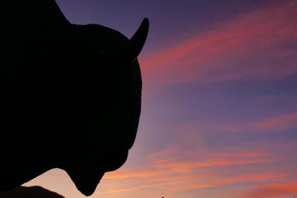 cu buffalo head against a backdrop of a sunset