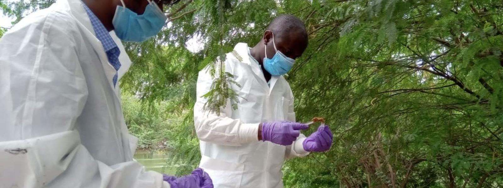 Two men in white coats, gloves, and masks taking a sample from a defecation site near a tree line and body of water
