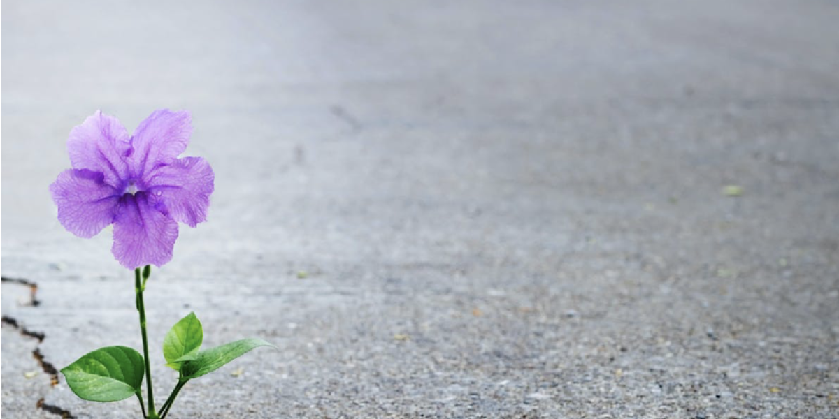 purple flower blooming through concrete