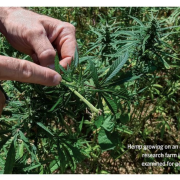 Science 4-2017 Hemp growing on an agricultural research farm in Virgina is examined for pest damage. Photo: Virginai Farm Bureau Federation