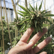 hand with cannabis leaf in greenhouse