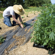 Front Range Biosciences CEO Jon Vaught plants a hemp plant in a hemp field in Lafayette Monday