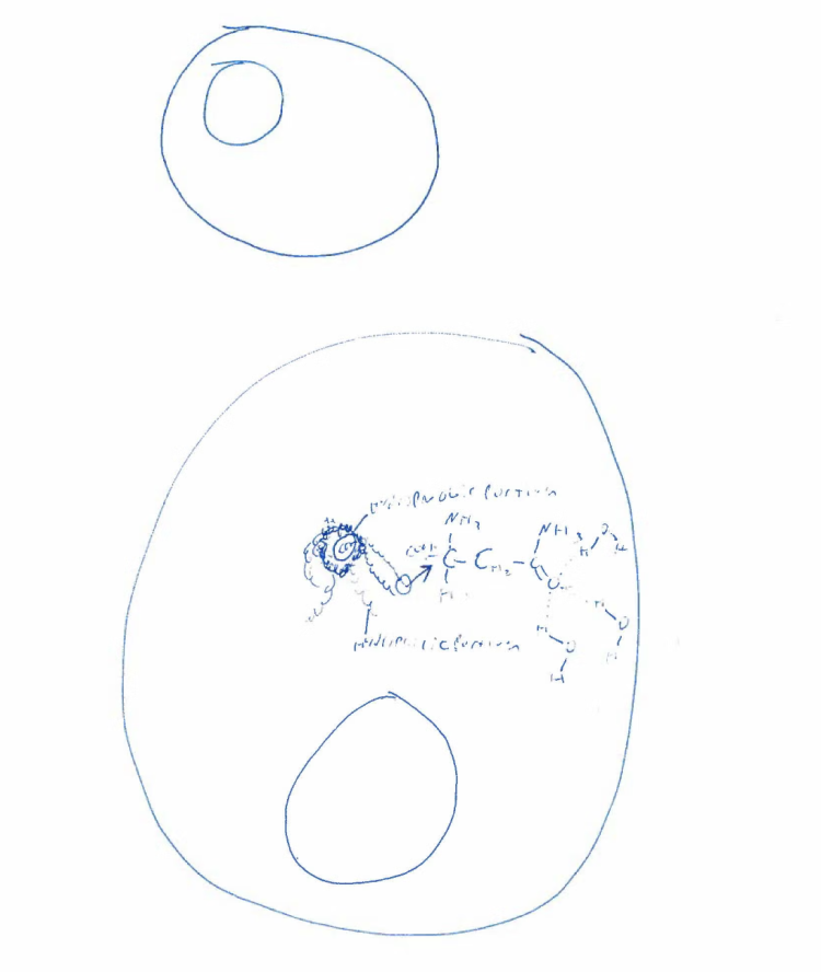 MCDB 1150 Drawing 2