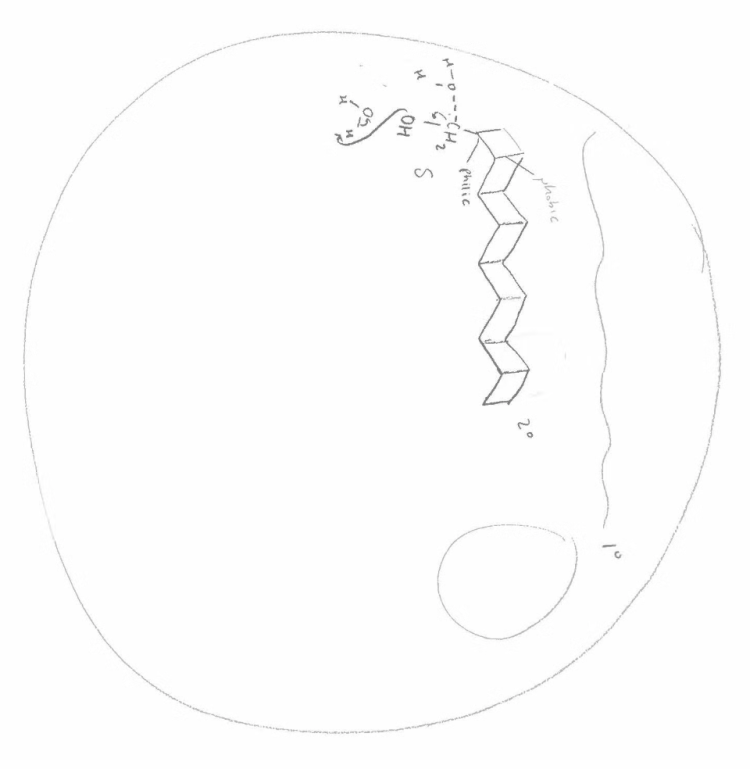 MCDB 1150 Drawing 3
