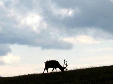 Bull Elk Silohoutte