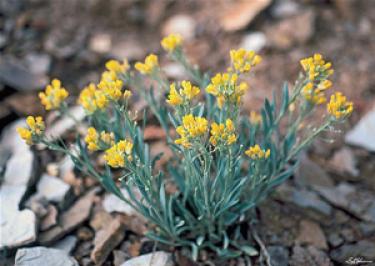 Dudley Bluffs Plant Flower
