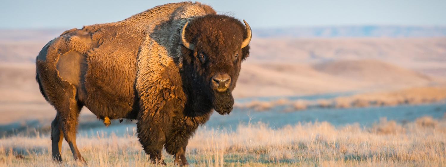 Image of American Bison on sage grass prairie