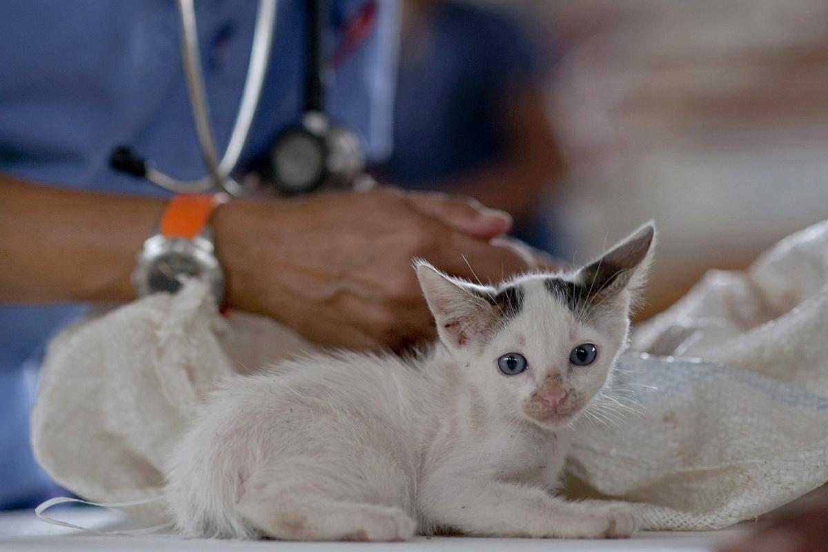 Veterinarian works on cat.