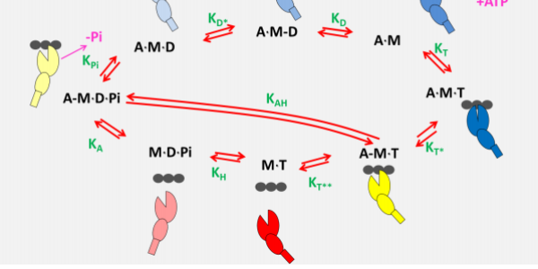 ATP driven actomyosin cross-bridge cycle