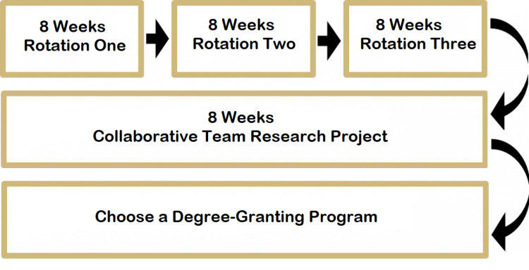 Students complete three eight week laboratory rotations and one eight week collaborative team research project before selecting a degree-granting program to pursue.