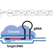  Schematic of gRNA binding, R-loop formation and Markov chain model