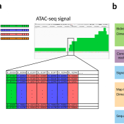 Ignacio Tripodi PLOS ONE article