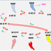 ATP driven actomyosin cross-bridge cycle