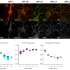 Expression and localization of Zn2+ transporter ZnT3 in cultured neurons by immunofuorescence. 