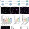 Inflammatory macrophage factors identified in post-TAVR serum mediate myofibroblast deactivation on stiff hydrogels.