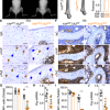 8 kb‐DMP1‐Cre selectively ablated YAP/TAZ expression from osteocytes