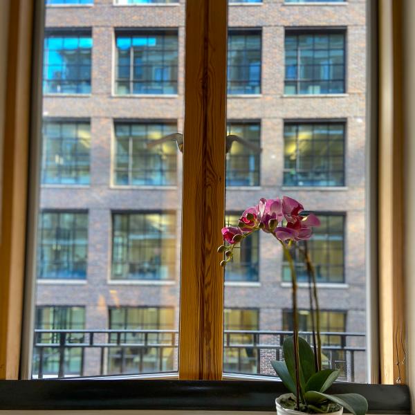 Flower vase in front of window