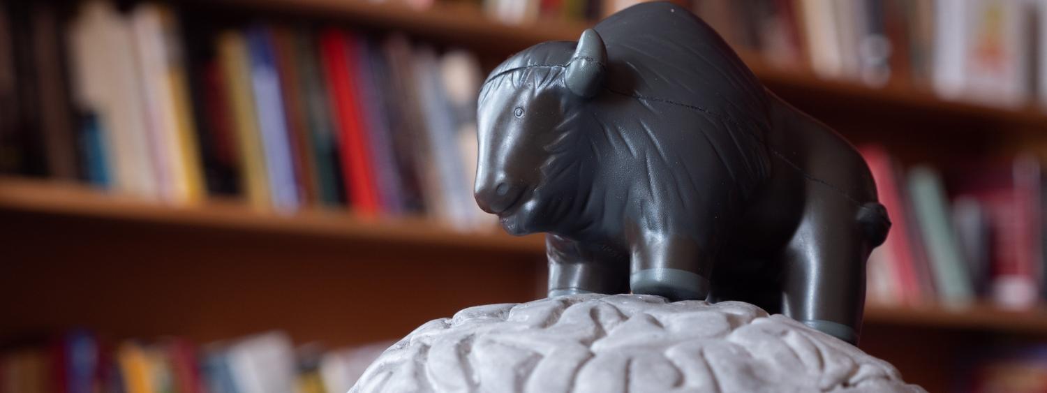 Buffalo on Brain