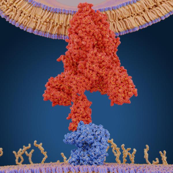 COVID-19 Spike Protein