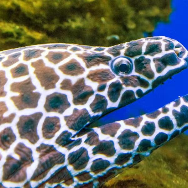 A colorful fish with sharp patterns
