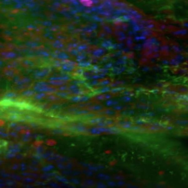 Microscopy image