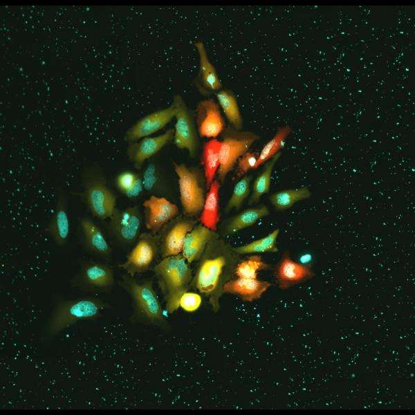 A close up image of multicolored cells