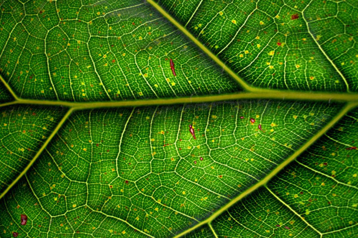 Leaf Veins