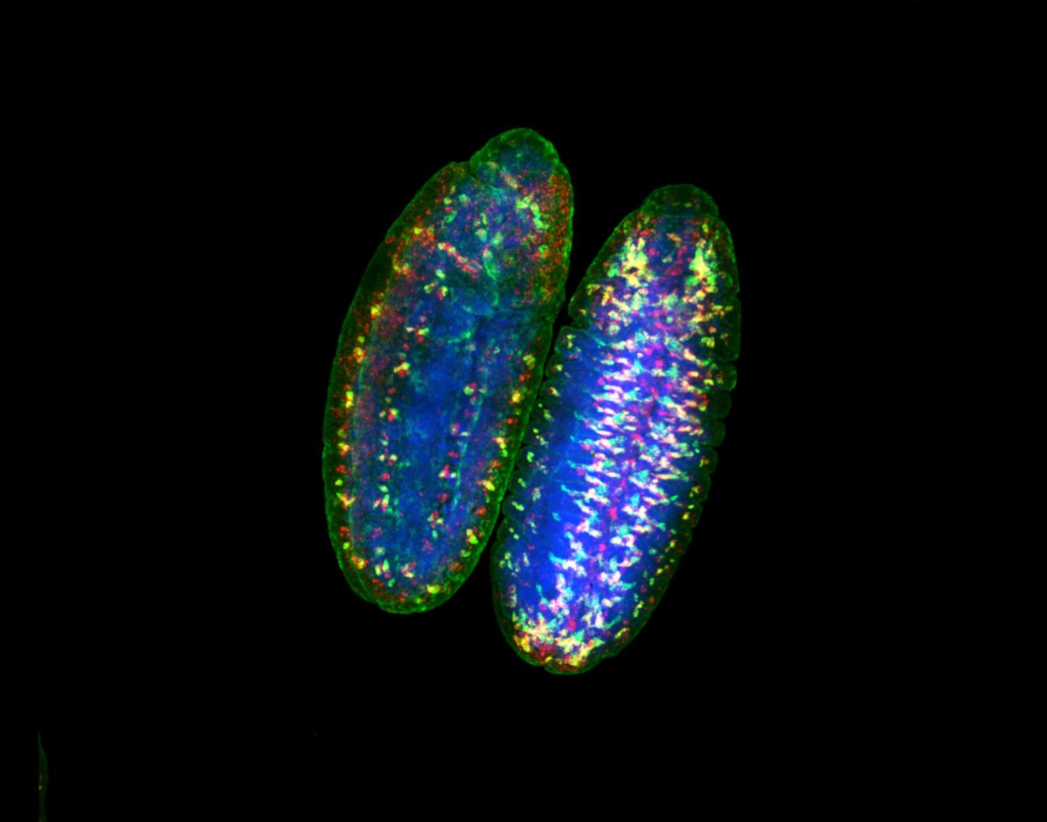 Non-coding RNA, glial cells, cell nuclei.