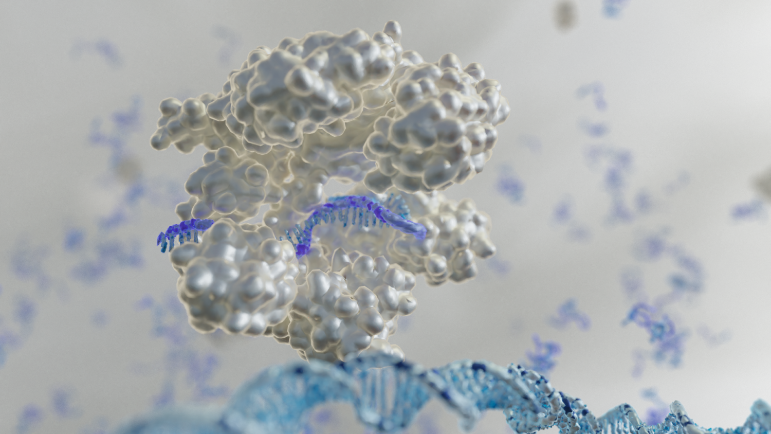 A guide RNA strand, in purple, guides CRISPR to a DNA strand.