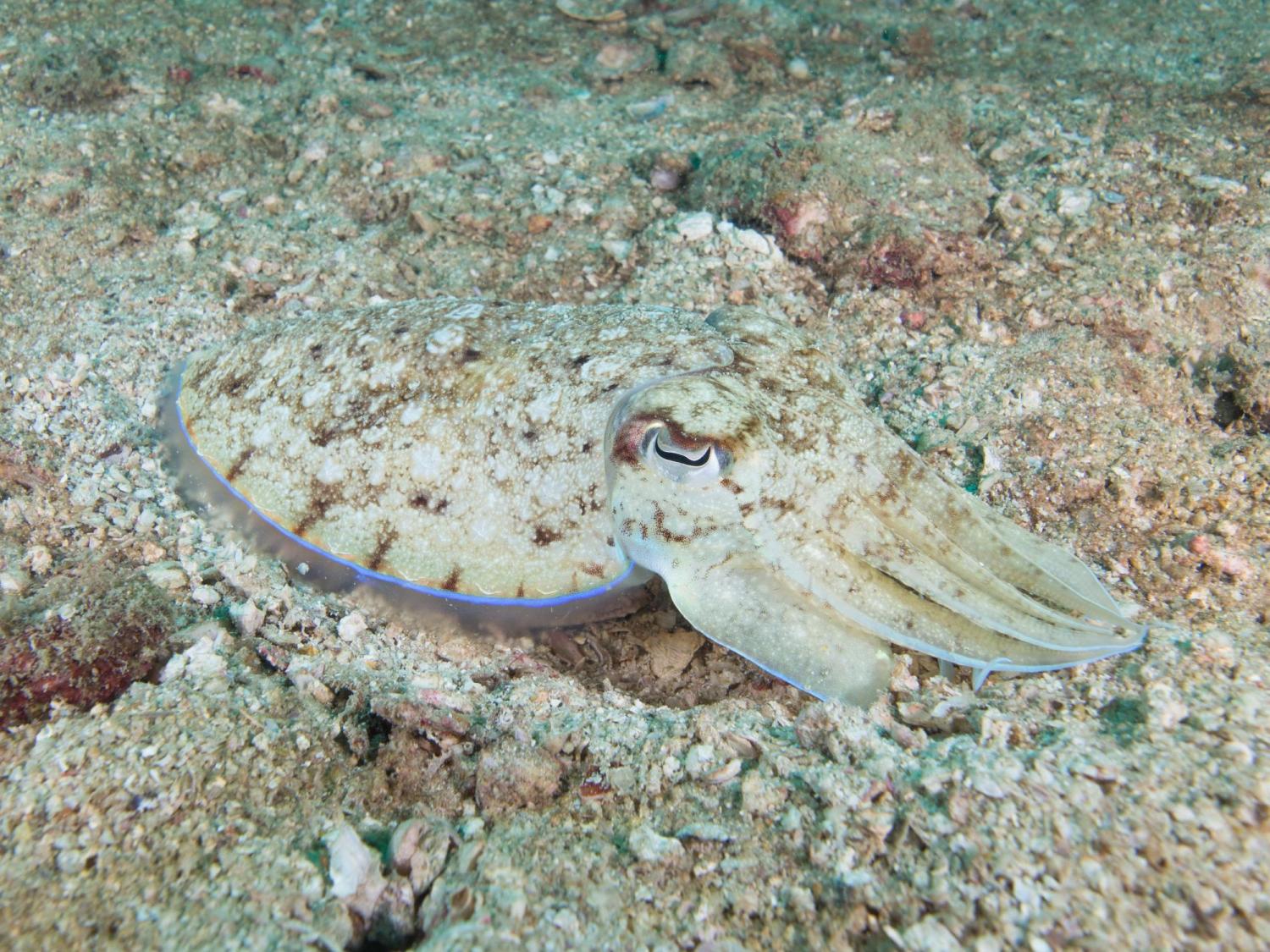 Camouflaged cuttlefish