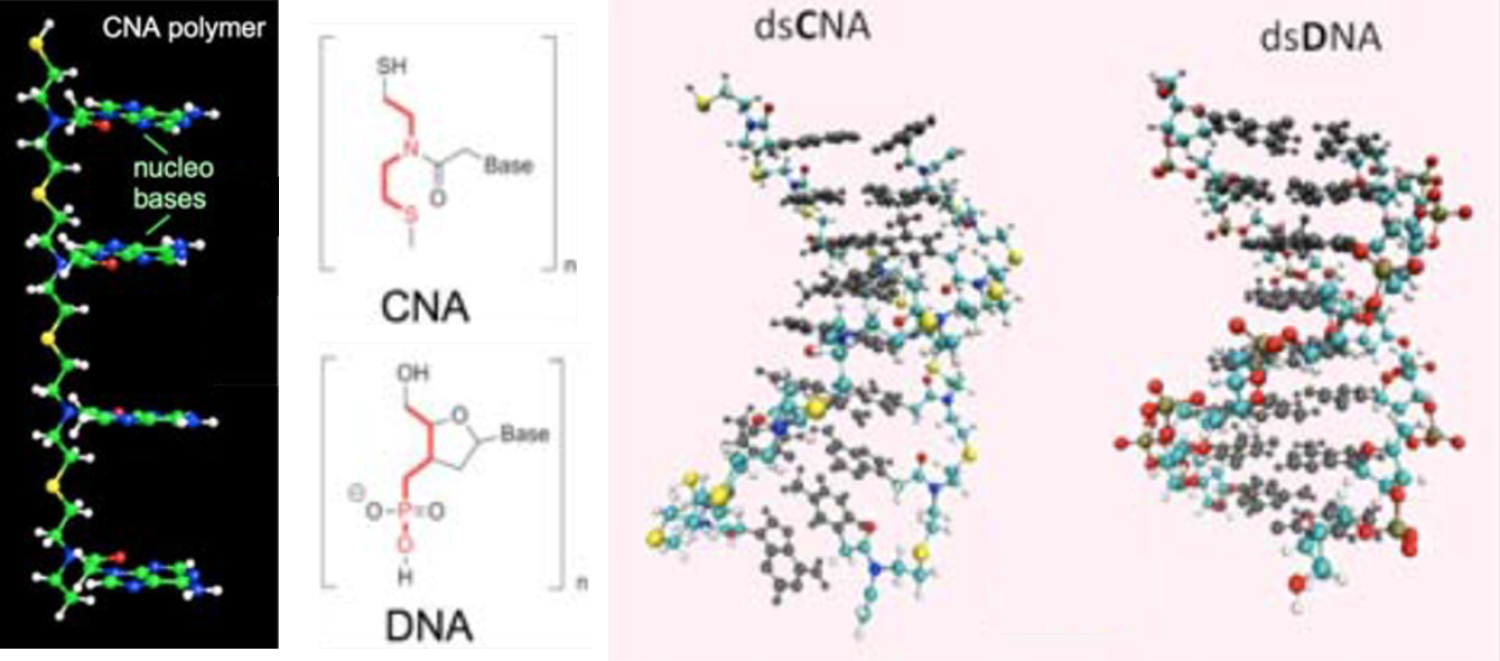 CNA-DNA