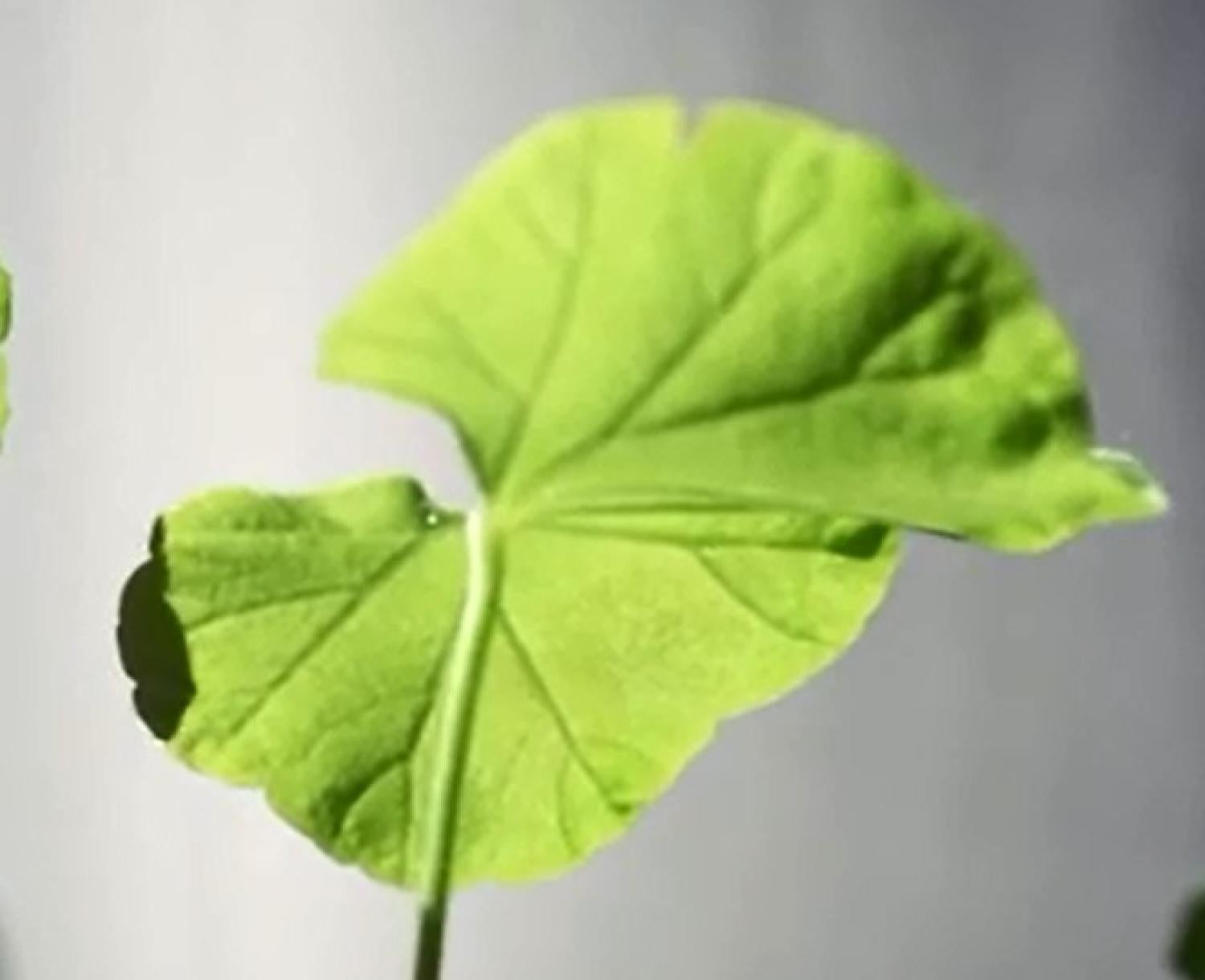 Plant