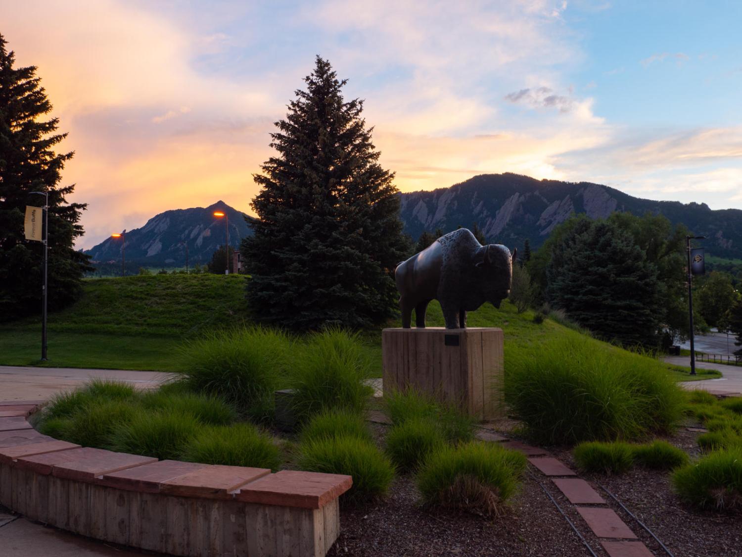 Ralphie the Buffalo statue on CU boulder campus at sunset